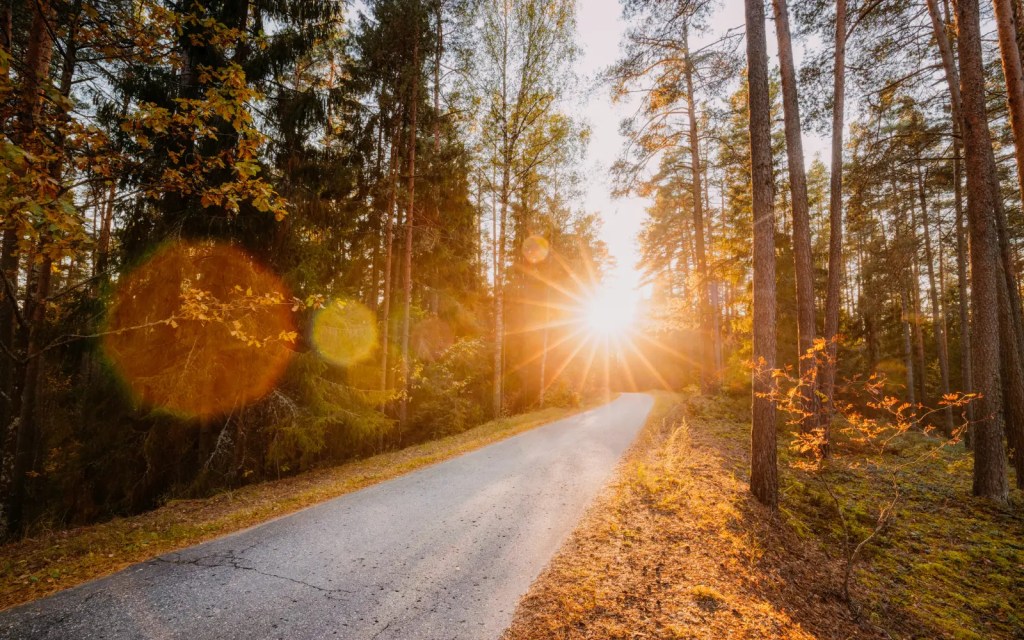 A road through a forest at sunset, representing a client's individual therapy journey
